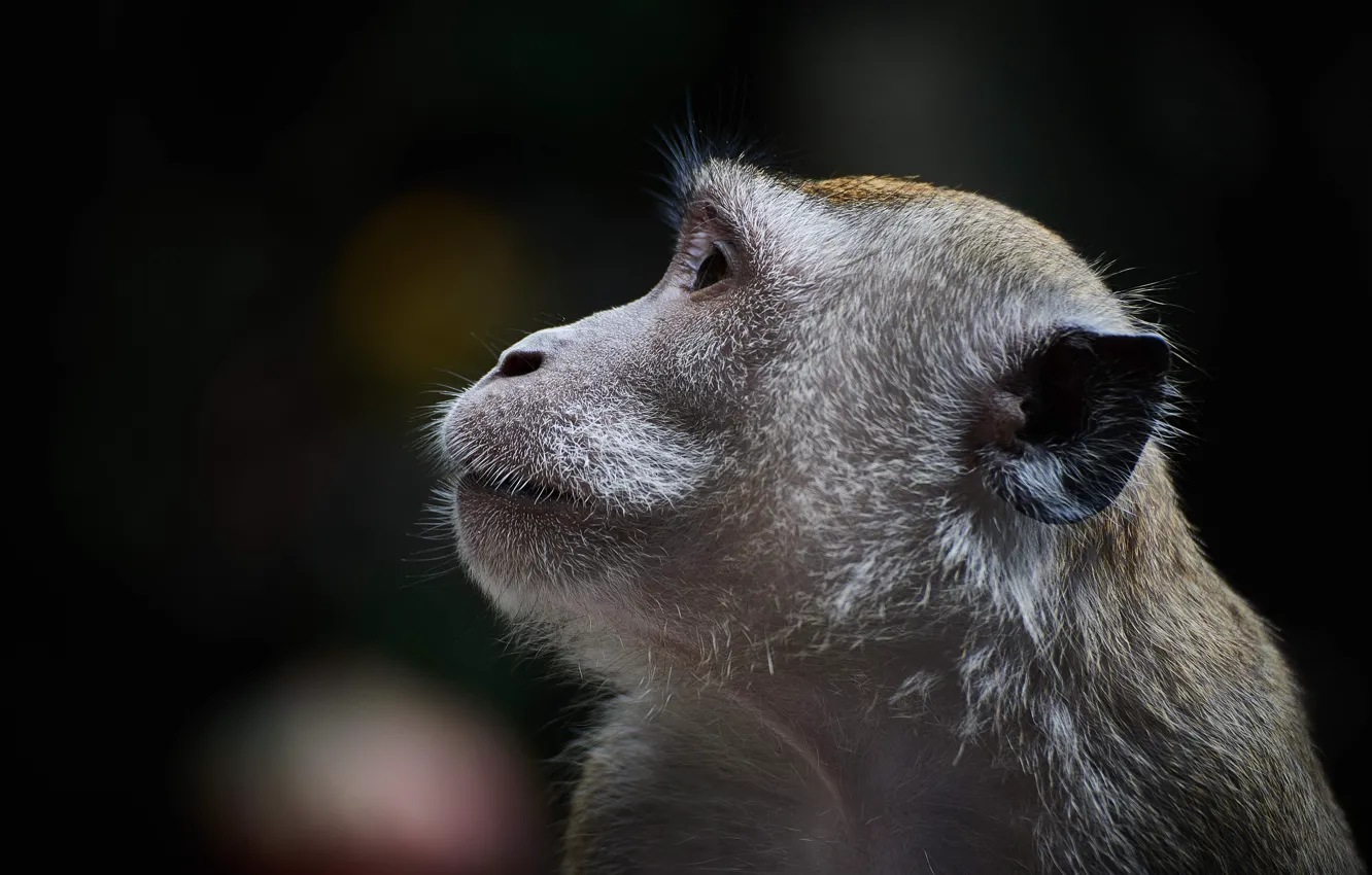 Photo wallpaper monkey, animal, wildlife, Primate