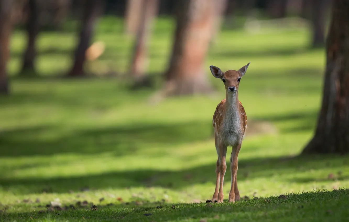 Photo wallpaper greens, forest, summer, grass, look, light, trees, pose