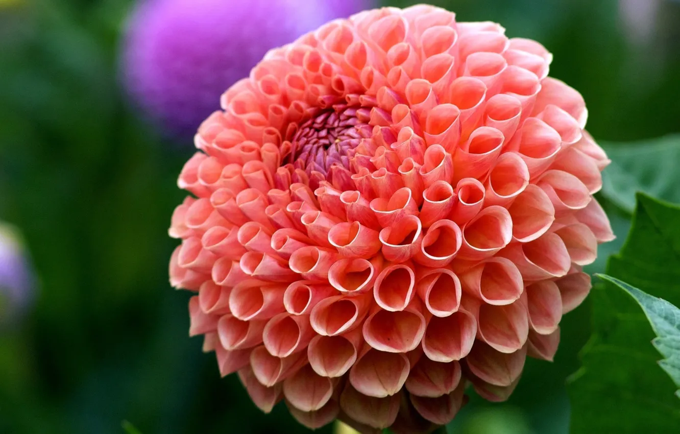 Wallpaper background, Dahlia, orange Dahlia images for desktop, section