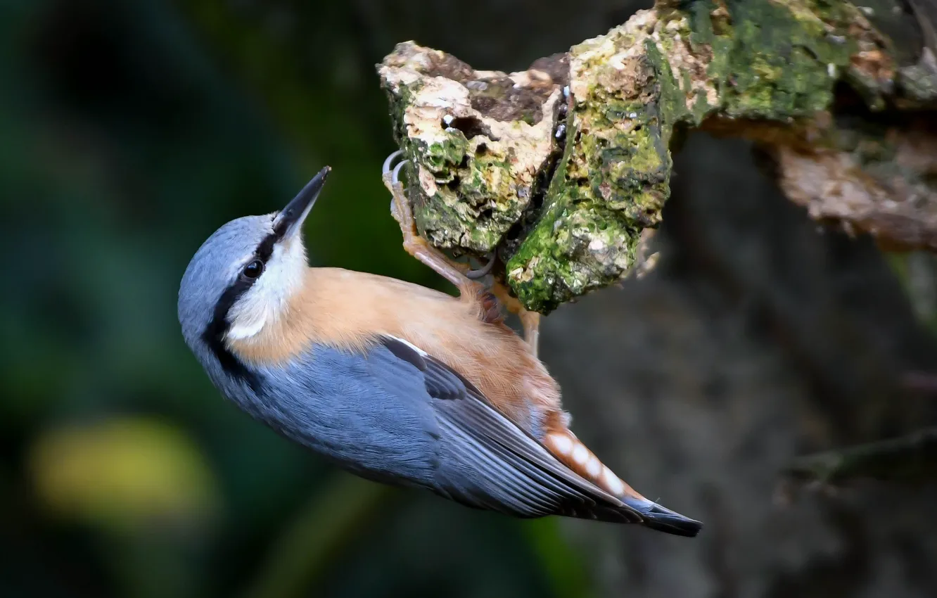 Photo wallpaper bird, nuthatch, baby
