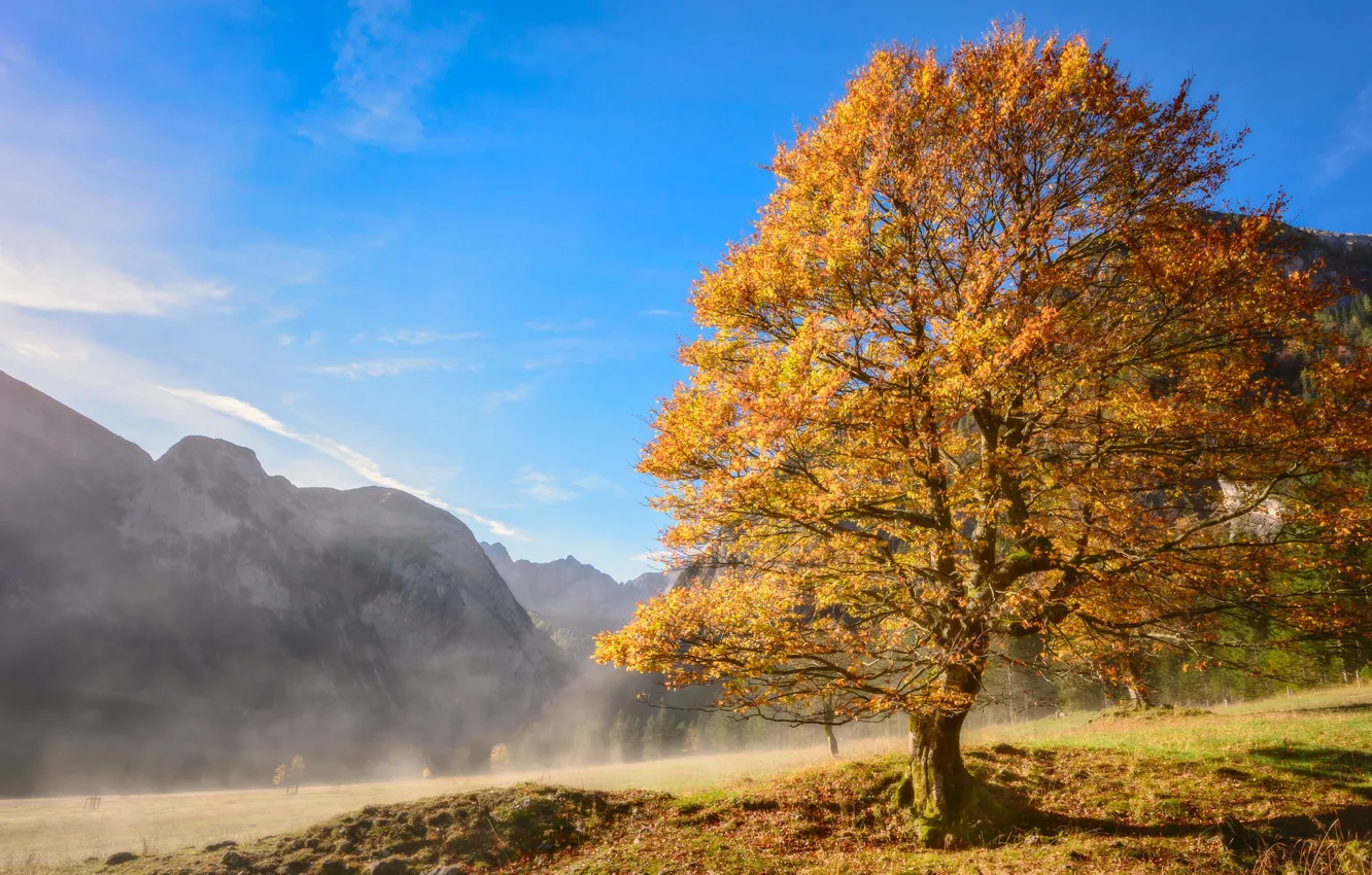 Photo wallpaper autumn, mountains, tree, slope
