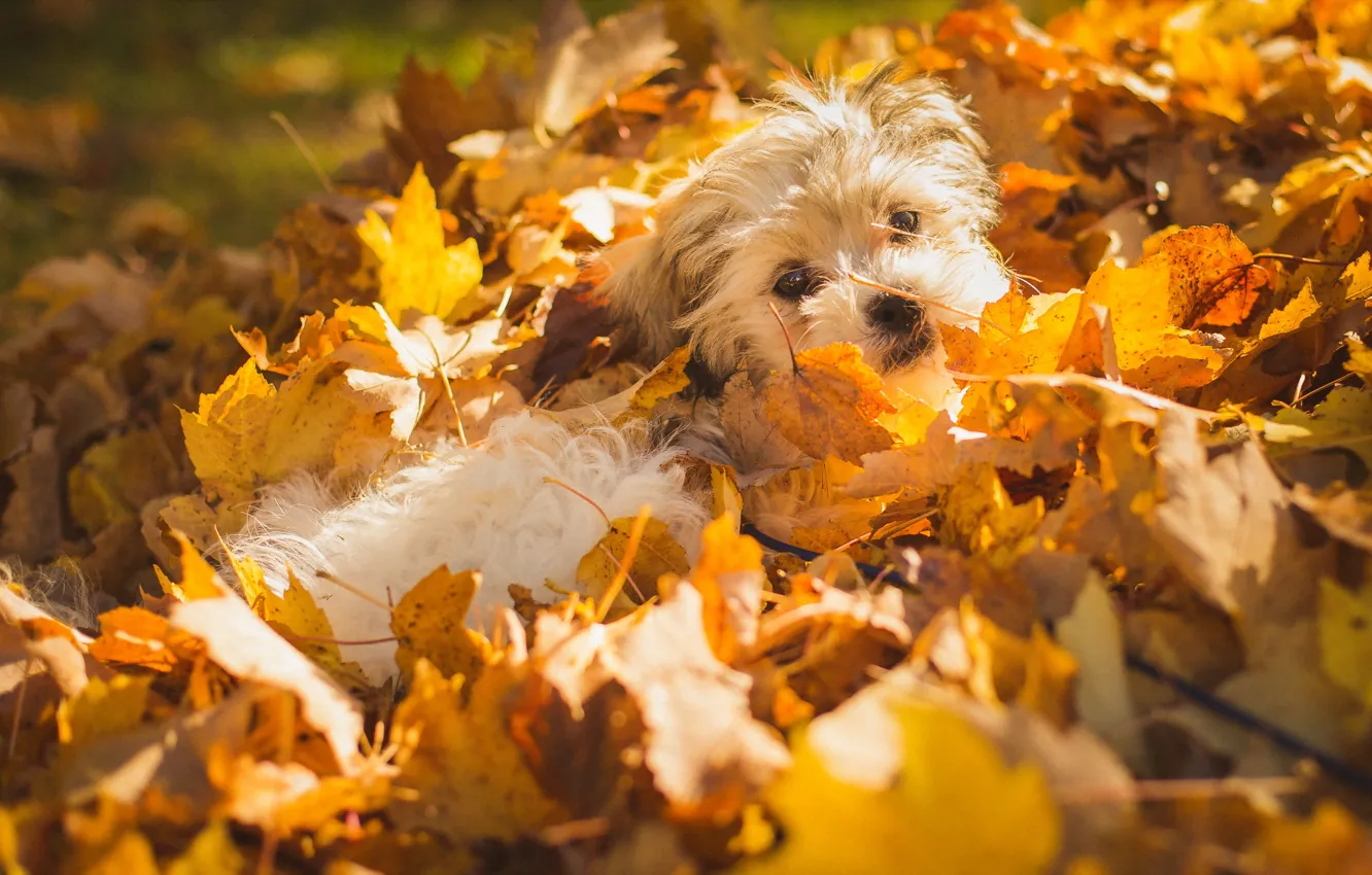 Photo wallpaper autumn, leaves, dog