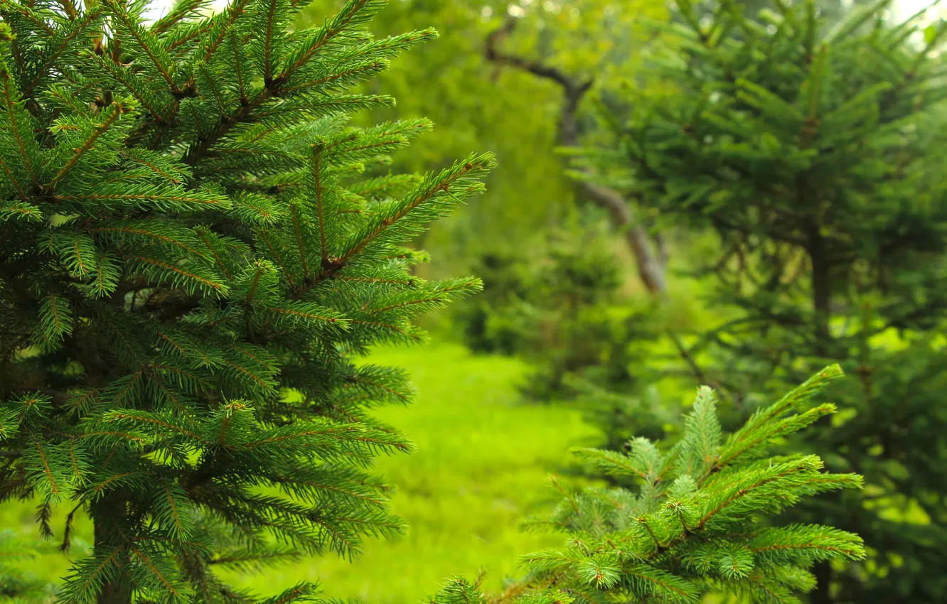 Photo wallpaper green, tree, twig