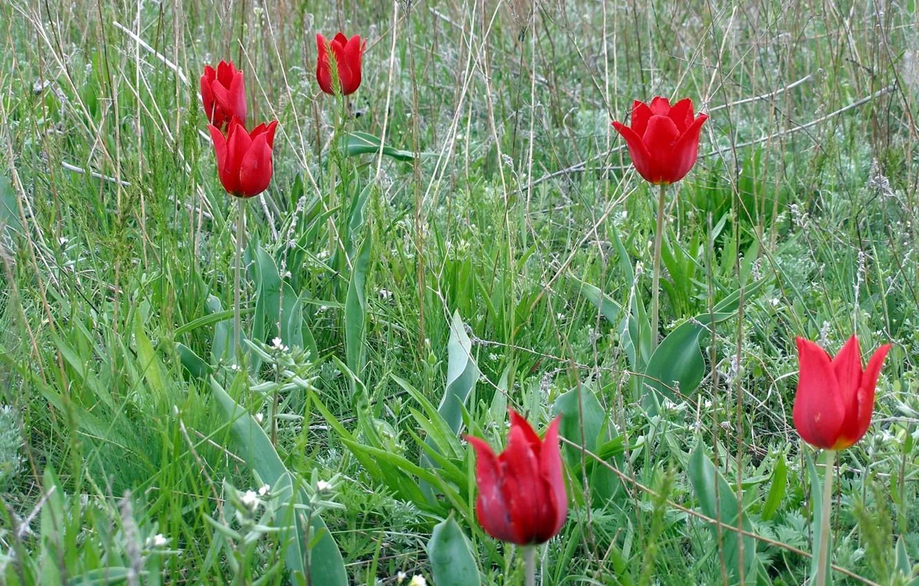 Photo wallpaper field, grass, flowers, plants, petals, tulips, red, steppe