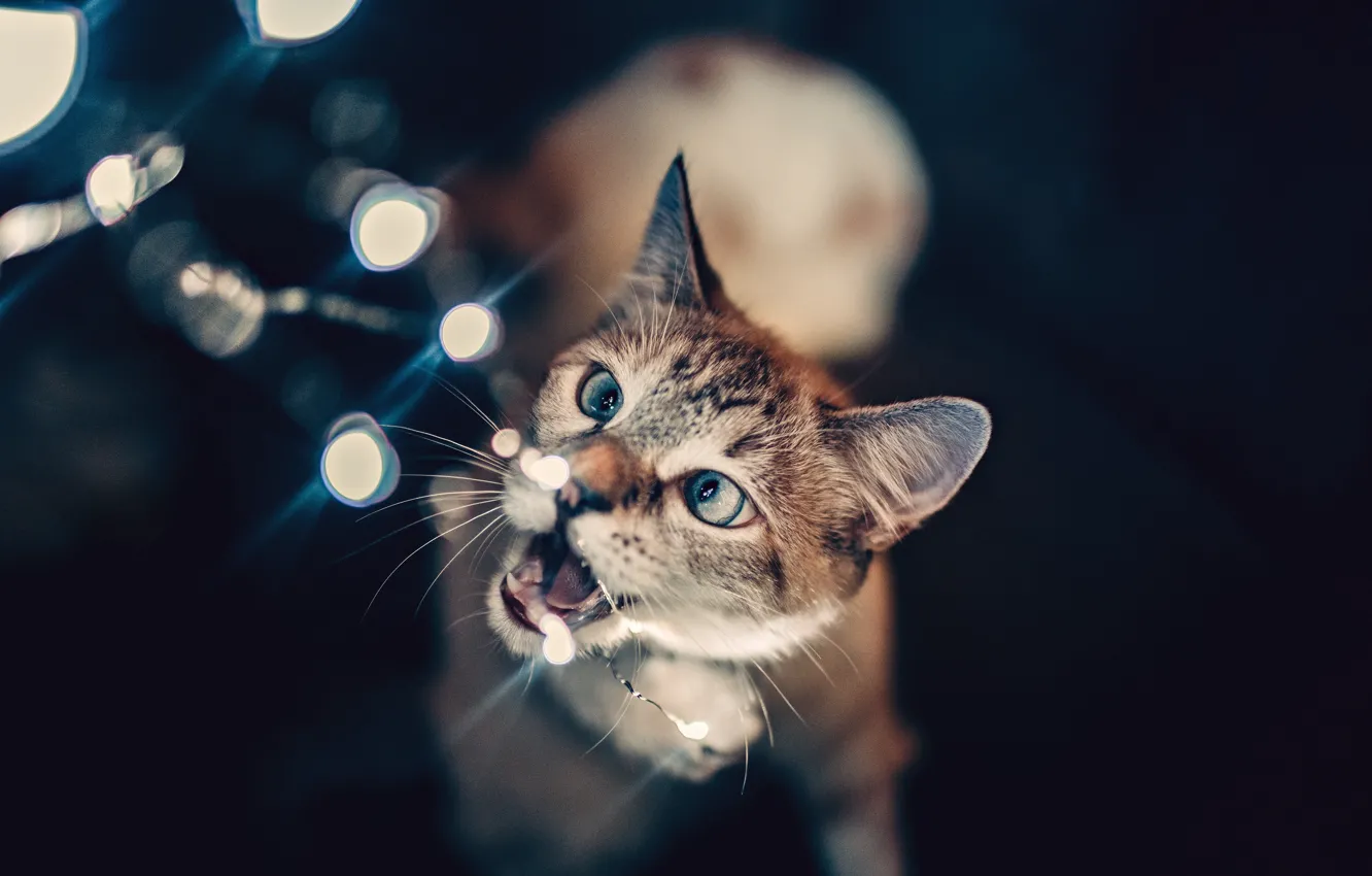 Photo wallpaper lights, wallpaper, animals, cat, glare, blur, bokeh, cats
