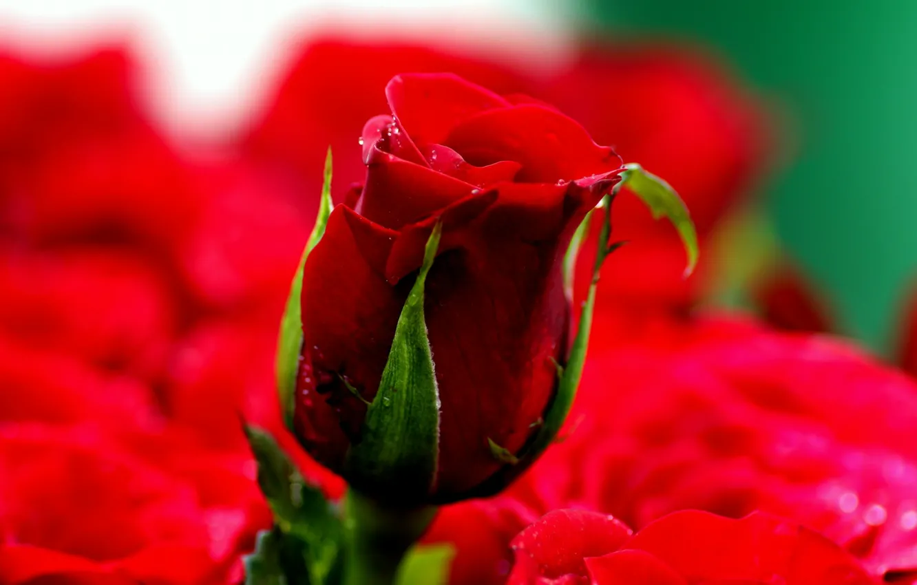 Photo wallpaper blur, rosebud, scarlet rose
