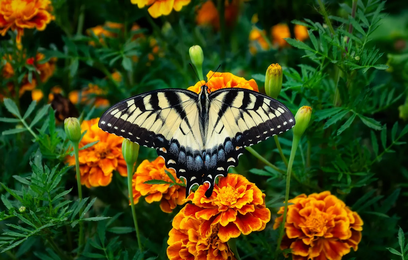 Photo wallpaper greens, macro, flowers, nature, butterfly, garden, insect, orange