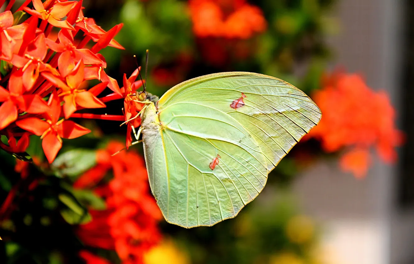Photo wallpaper flowers, macro, butterfly, wings, beautiful, closeup
