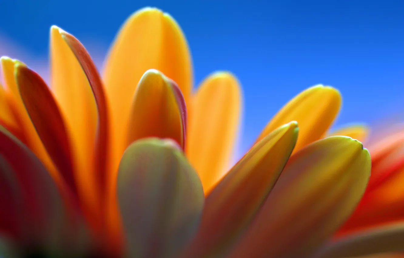 Photo wallpaper flower, orange, blue, lipestki