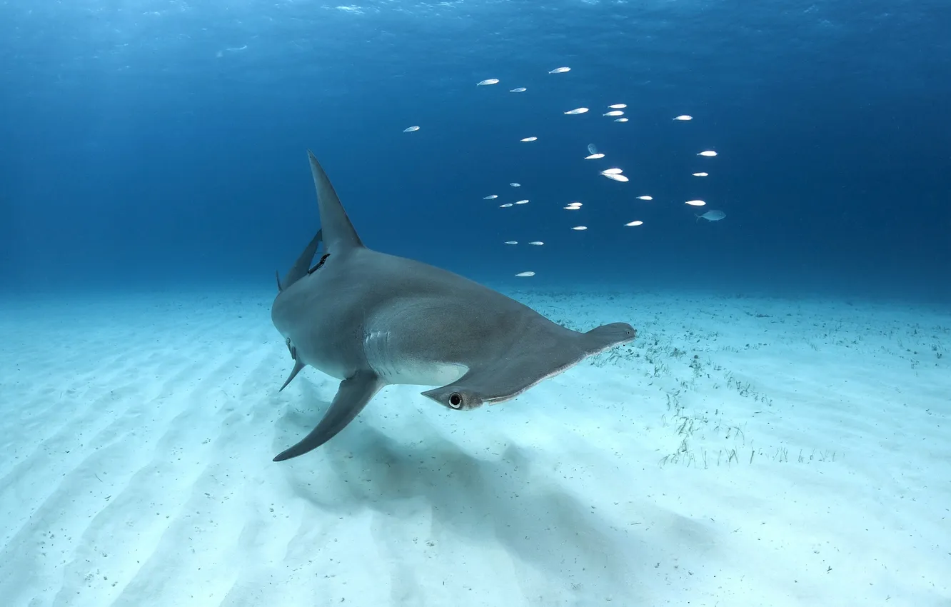 Photo wallpaper Bahamas, Bimini, Great Hammerhead Shark