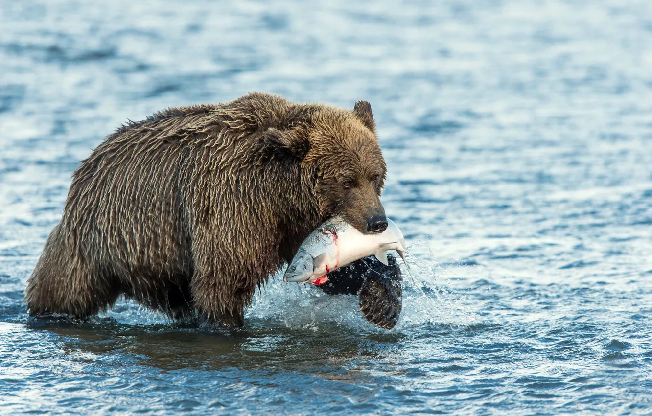 Photo wallpaper WATER, BEAR, FISH, FOOD, CATCH