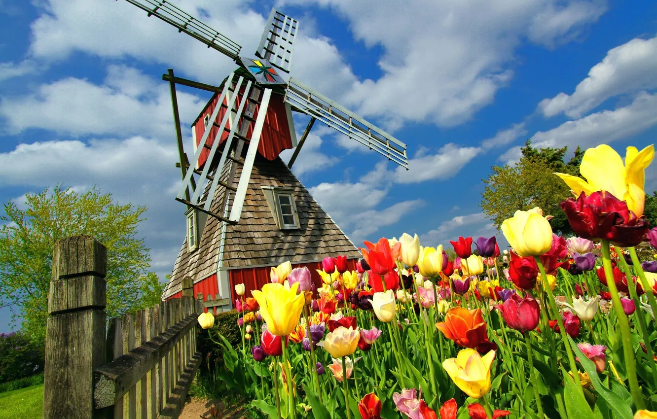 Photo wallpaper the sky, clouds, trees, flowers, the fence, spring, mill, tulips