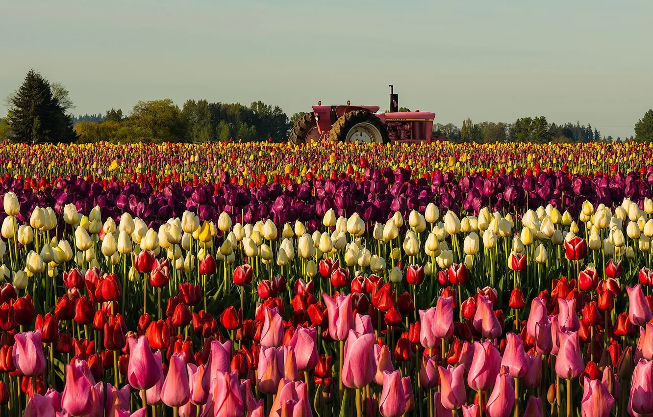 Photo wallpaper field, flowers, tractor, tulips