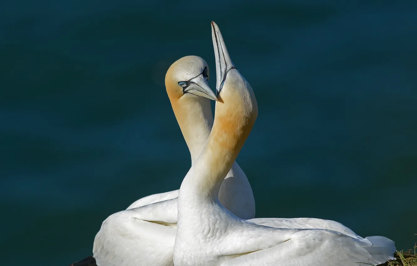 Photo wallpaper nature, background, bird