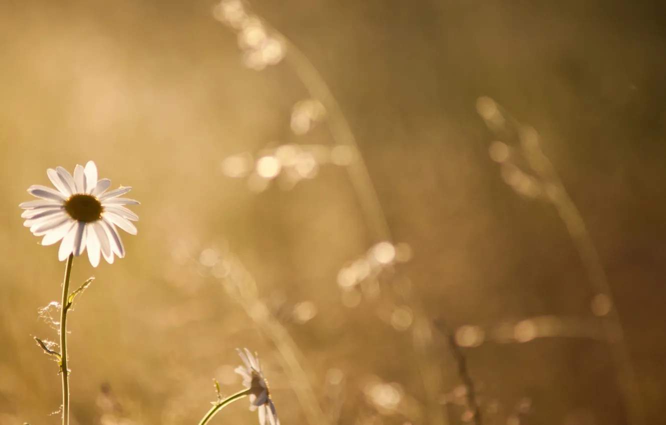Photo wallpaper summer, nature, chamomile