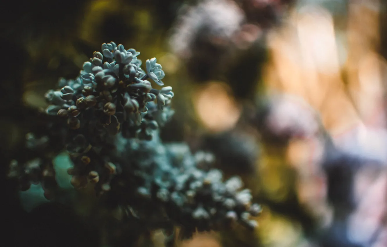 Photo wallpaper leaves, macro, trees, flowers, branches, branch, foliage, bouquet