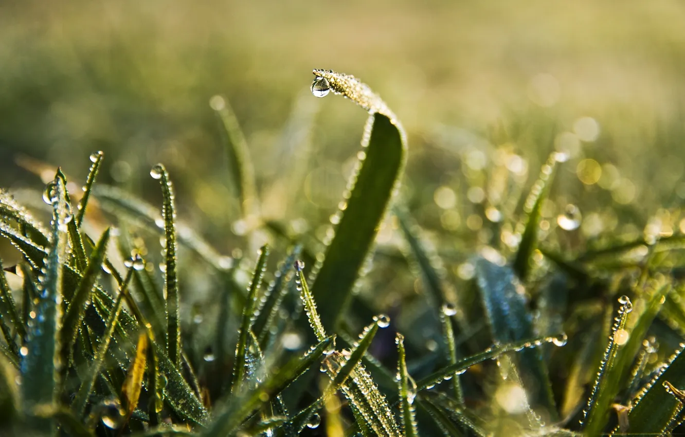 Photo wallpaper greens, grass, drops, macro, nature, Rosa, green