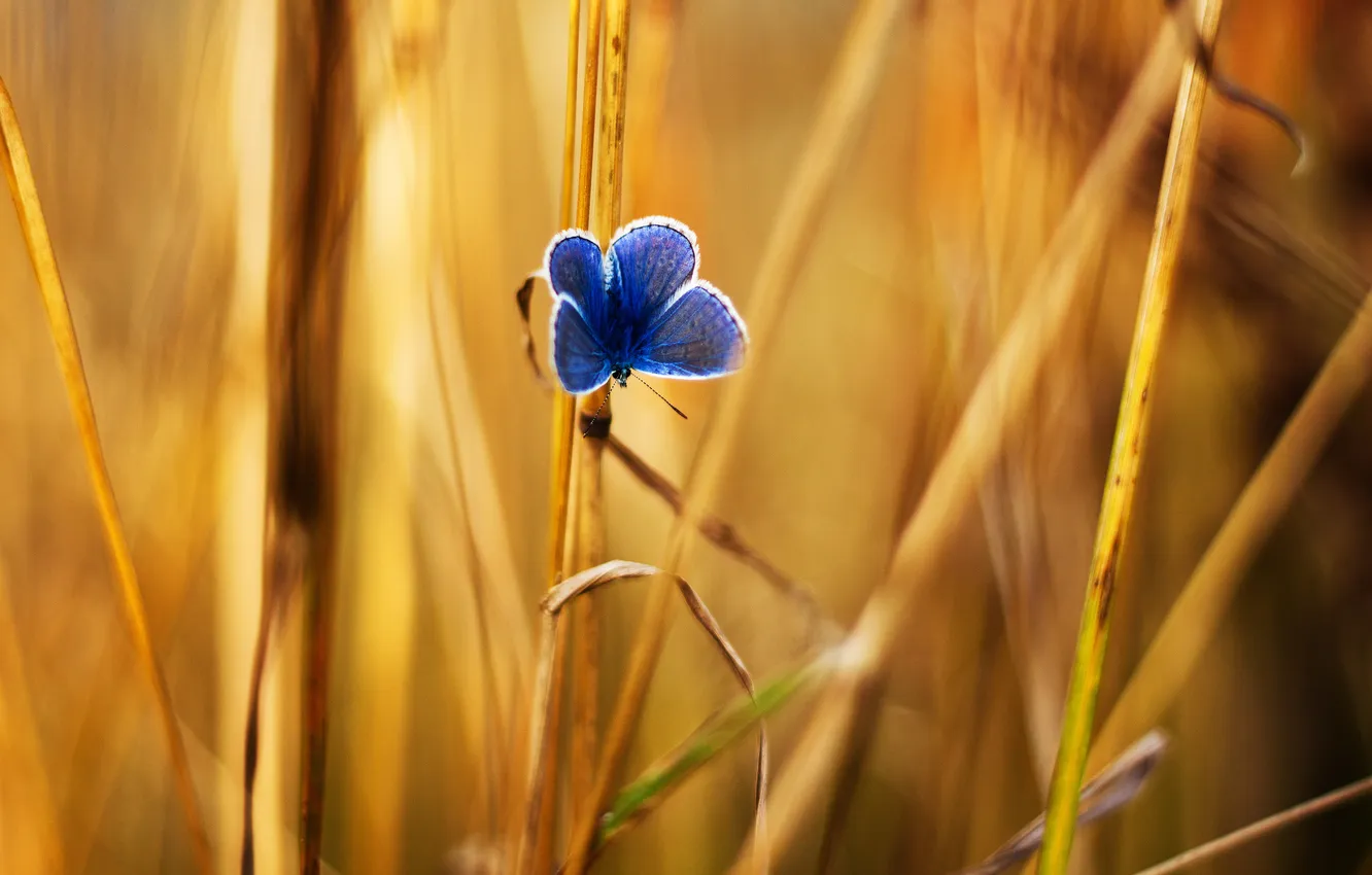 Photo wallpaper grass, blue, yellow, butterfly, a blade of grass, reed