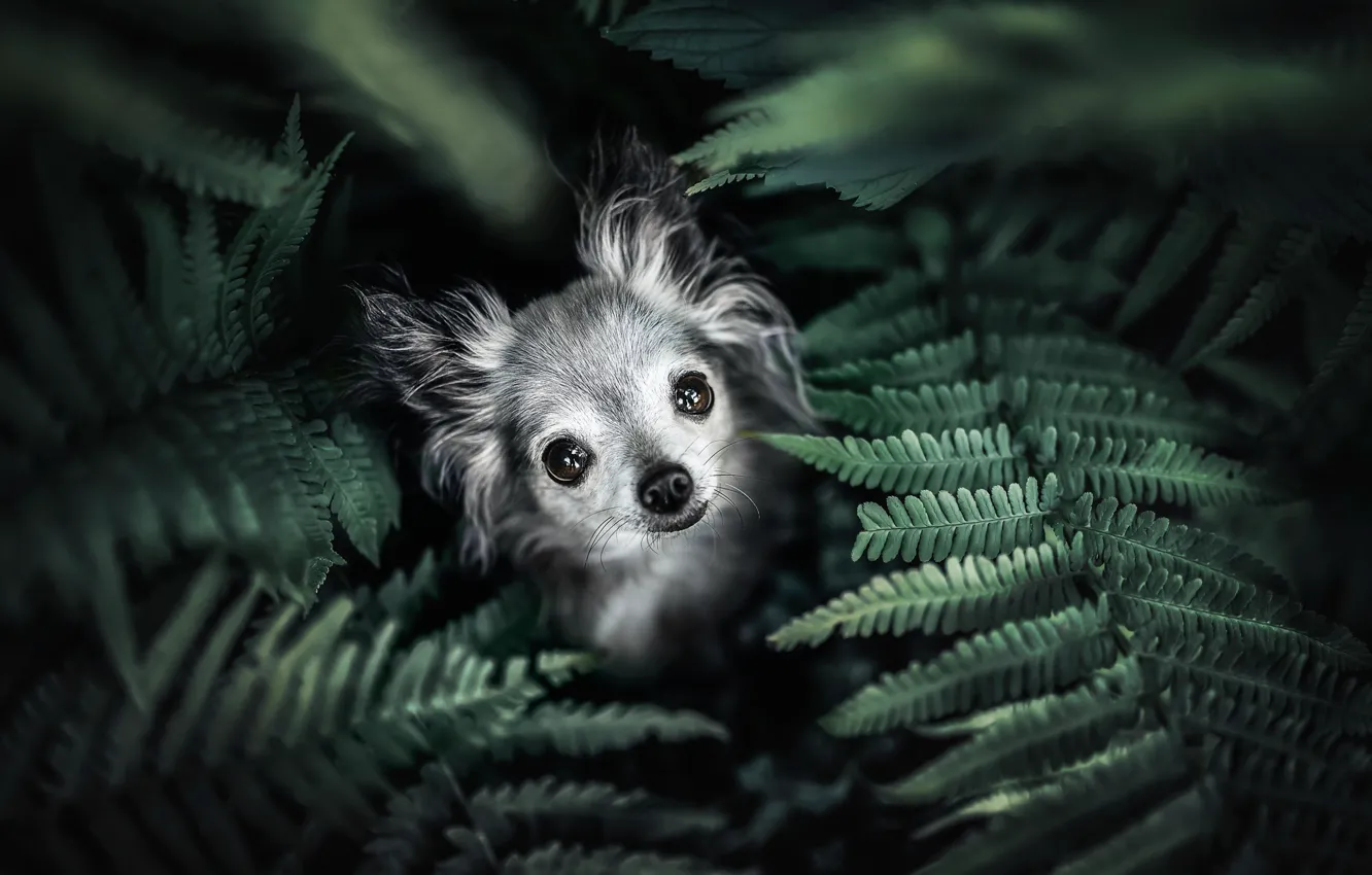 Photo wallpaper look, leaves, dog, face, fern, doggie, Chihuahua, dog