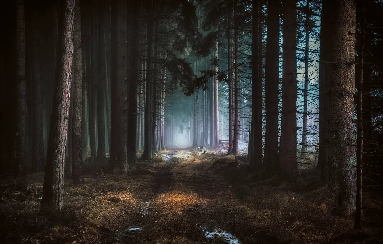 Photo wallpaper road, forest, fog