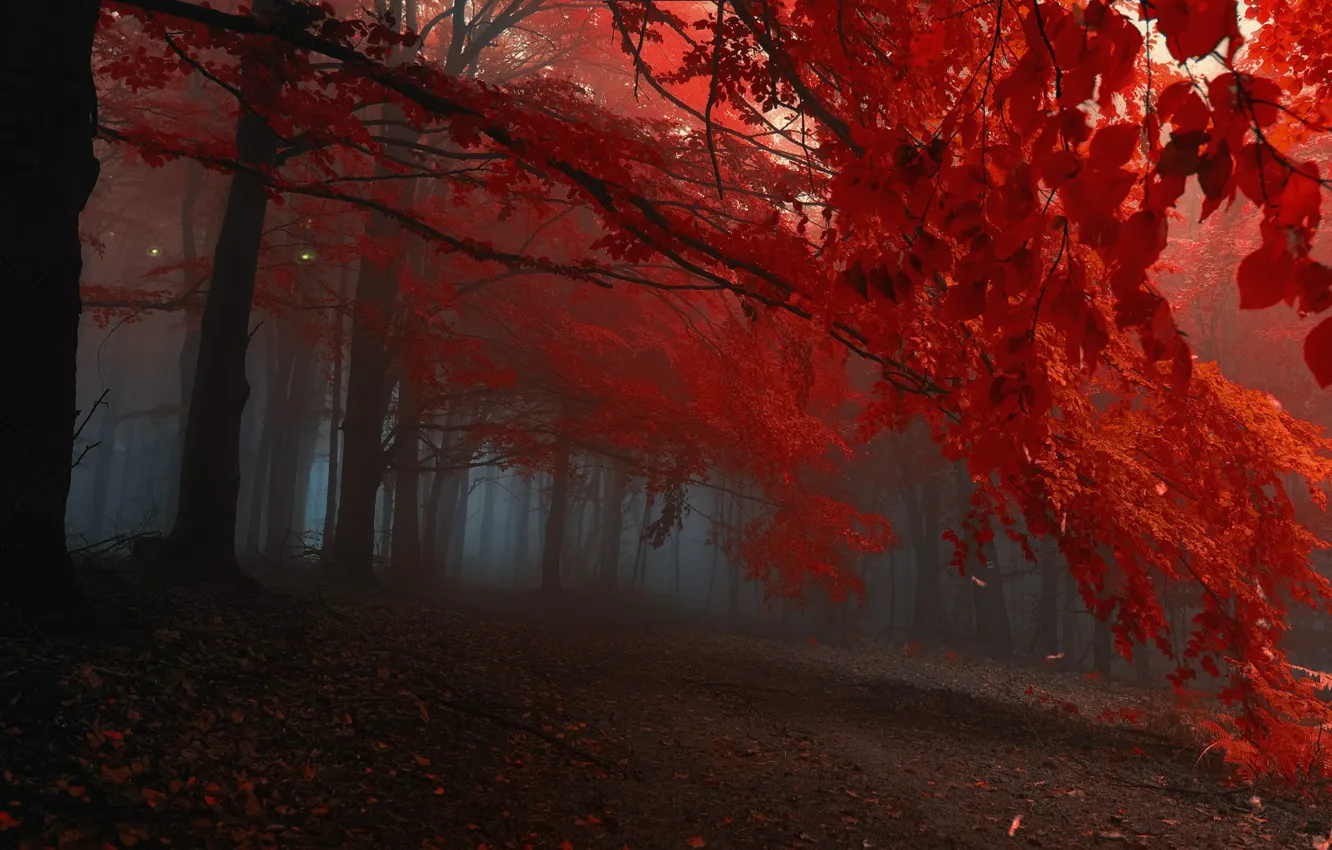 Photo wallpaper grass, forest, nature, mist