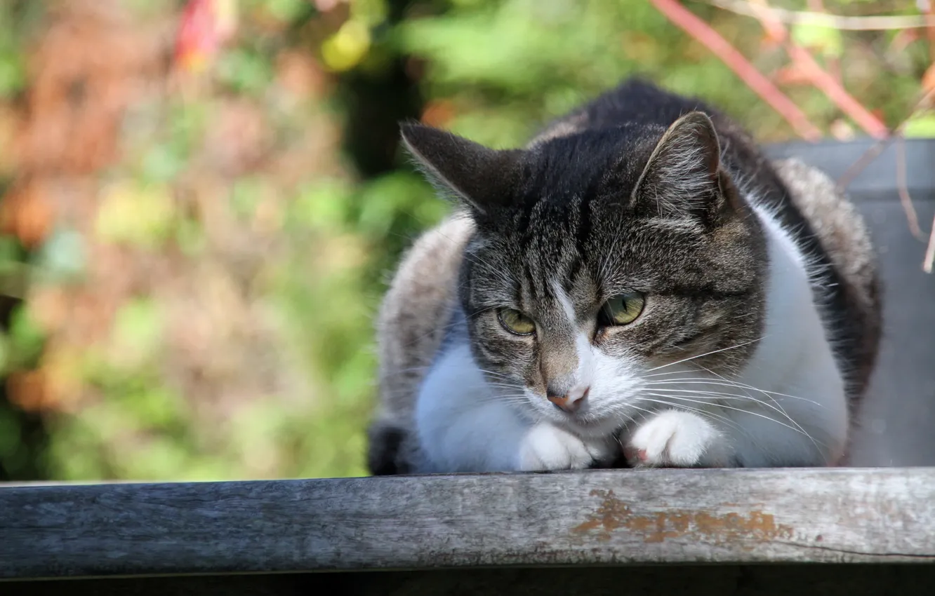 Photo wallpaper cat, summer, background