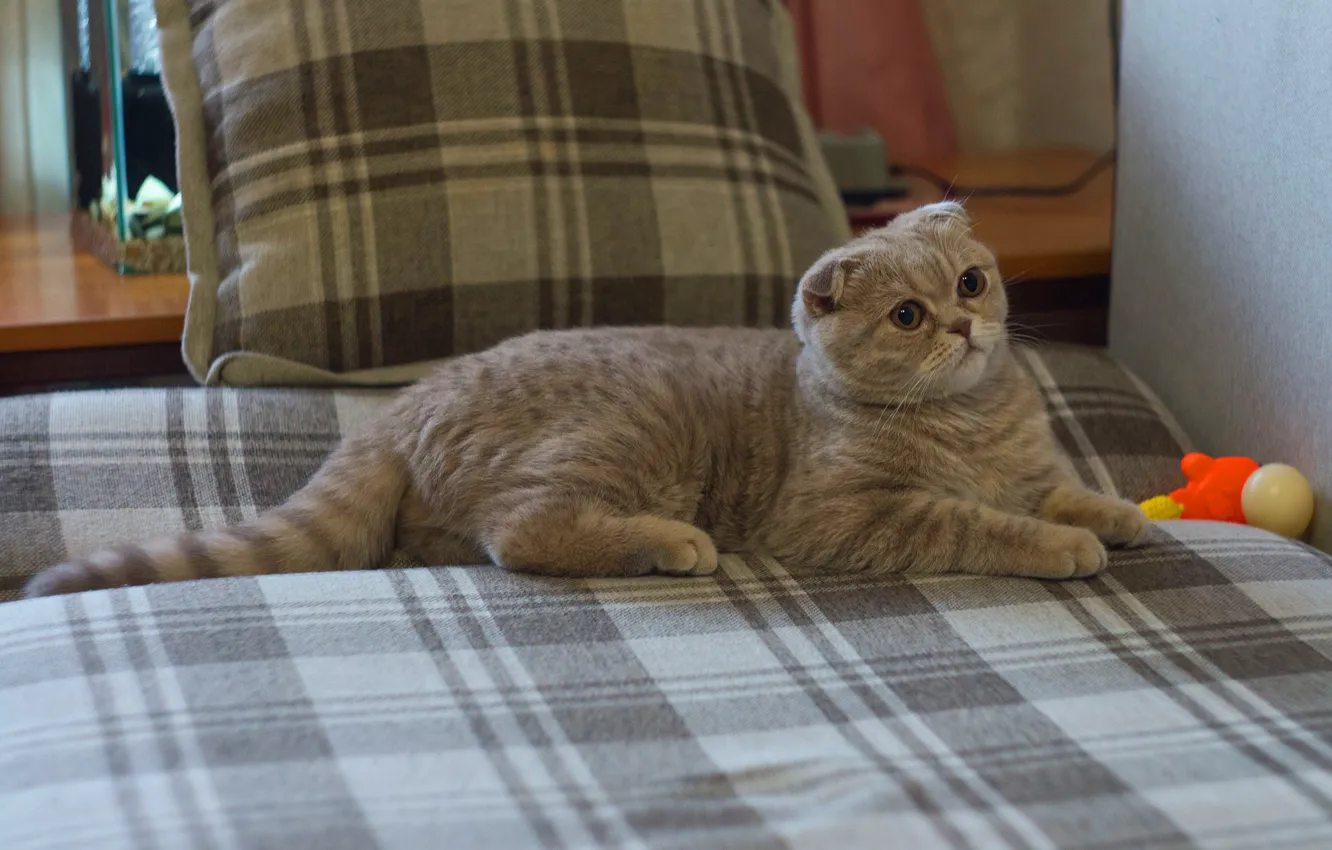 Photo wallpaper cat, cat, grey, bed, fold, lies, kitty