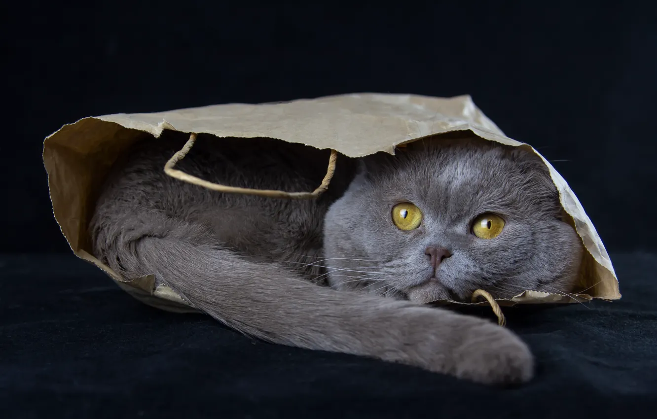 Photo wallpaper cat, cat, package
