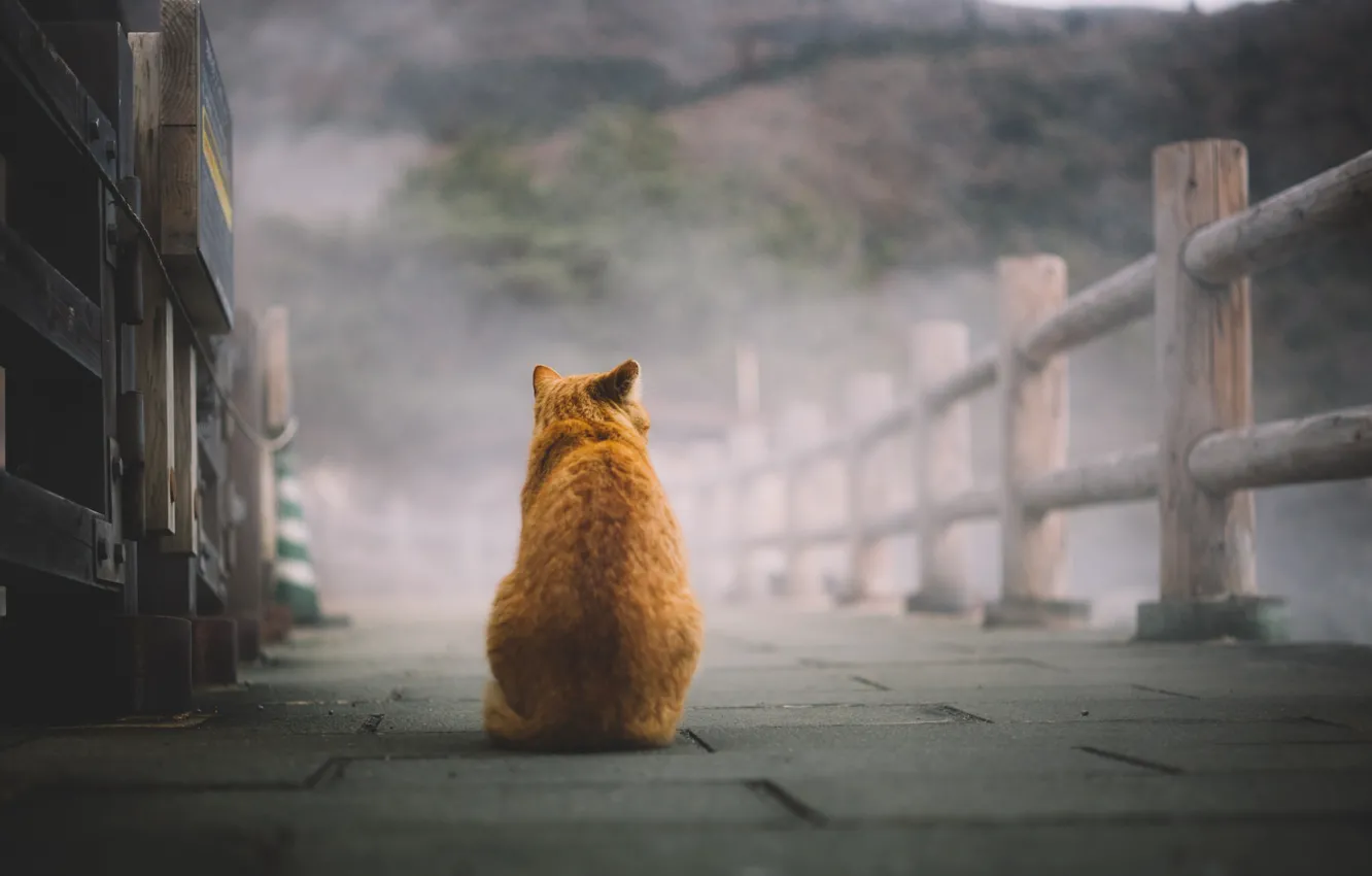 Photo wallpaper cat, red, sitting