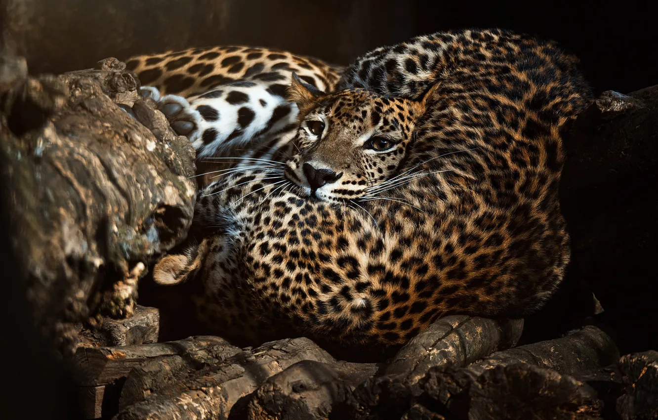 Photo wallpaper leopard, lies