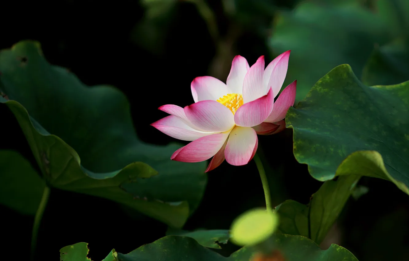 Photo wallpaper flower, leaves, the dark background, pink, Lotus, bokeh