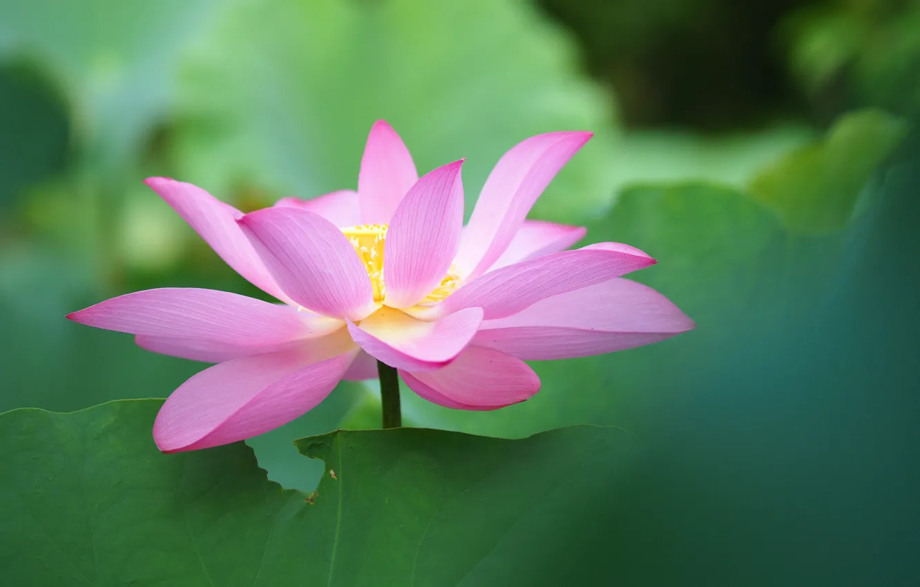 Photo wallpaper flower, flowering, Lotus
