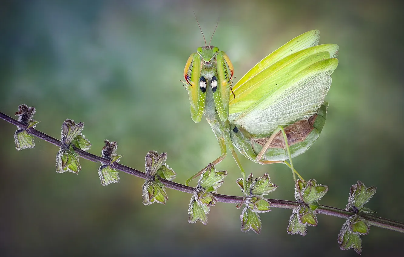 Photo wallpaper macro, pose, green, plant, mantis, stem, insect, bokeh