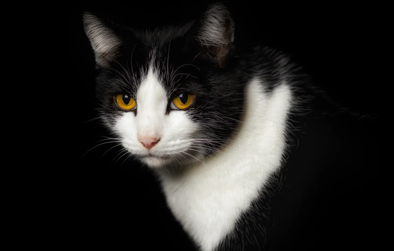 Photo wallpaper eyes, cat, face, black background, yellow eyes, Wallpaper from lolita777, expressive, cat. black and white
