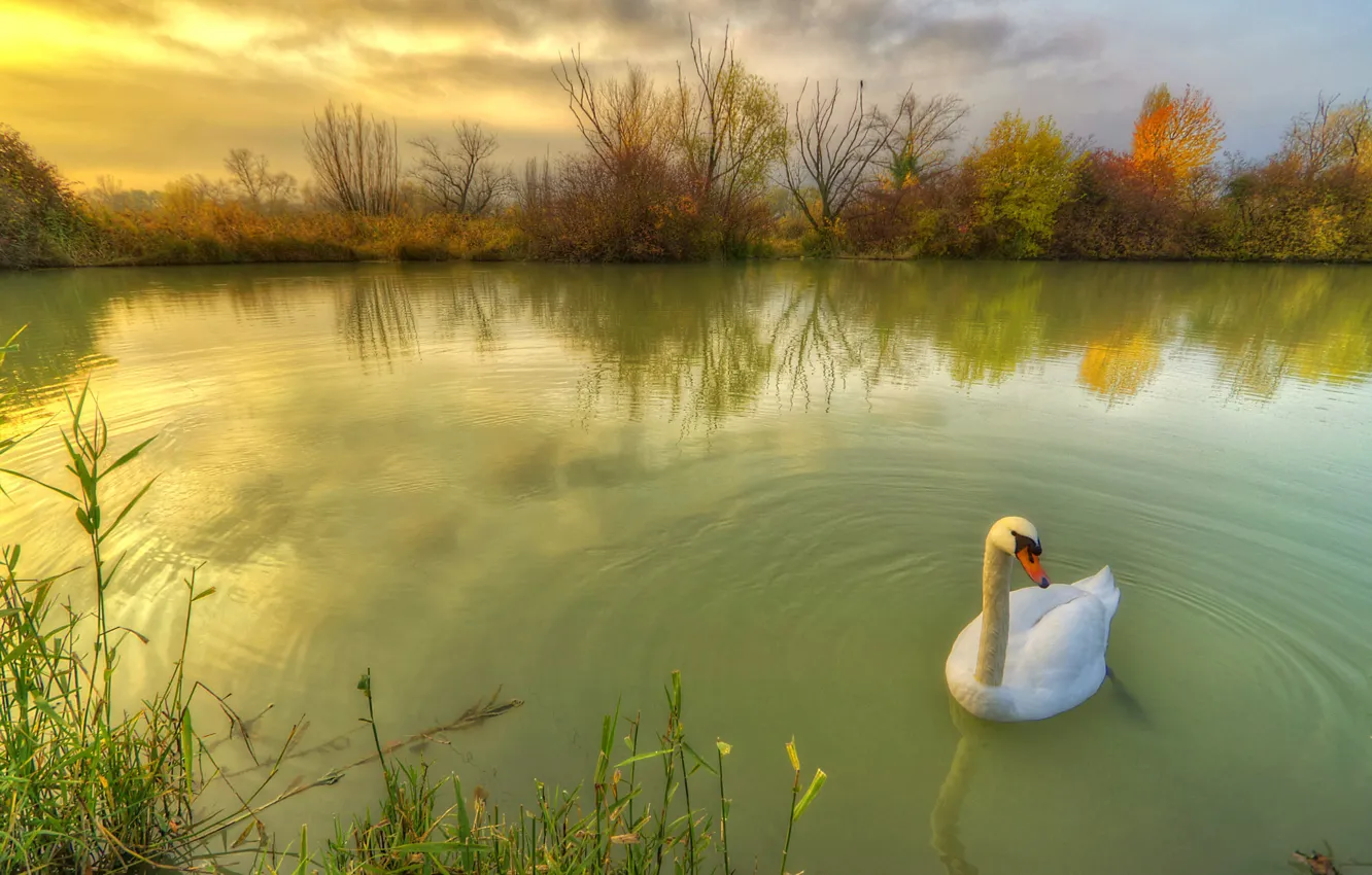 Photo wallpaper autumn, grass, nature, pond, bird, swans, the bushes