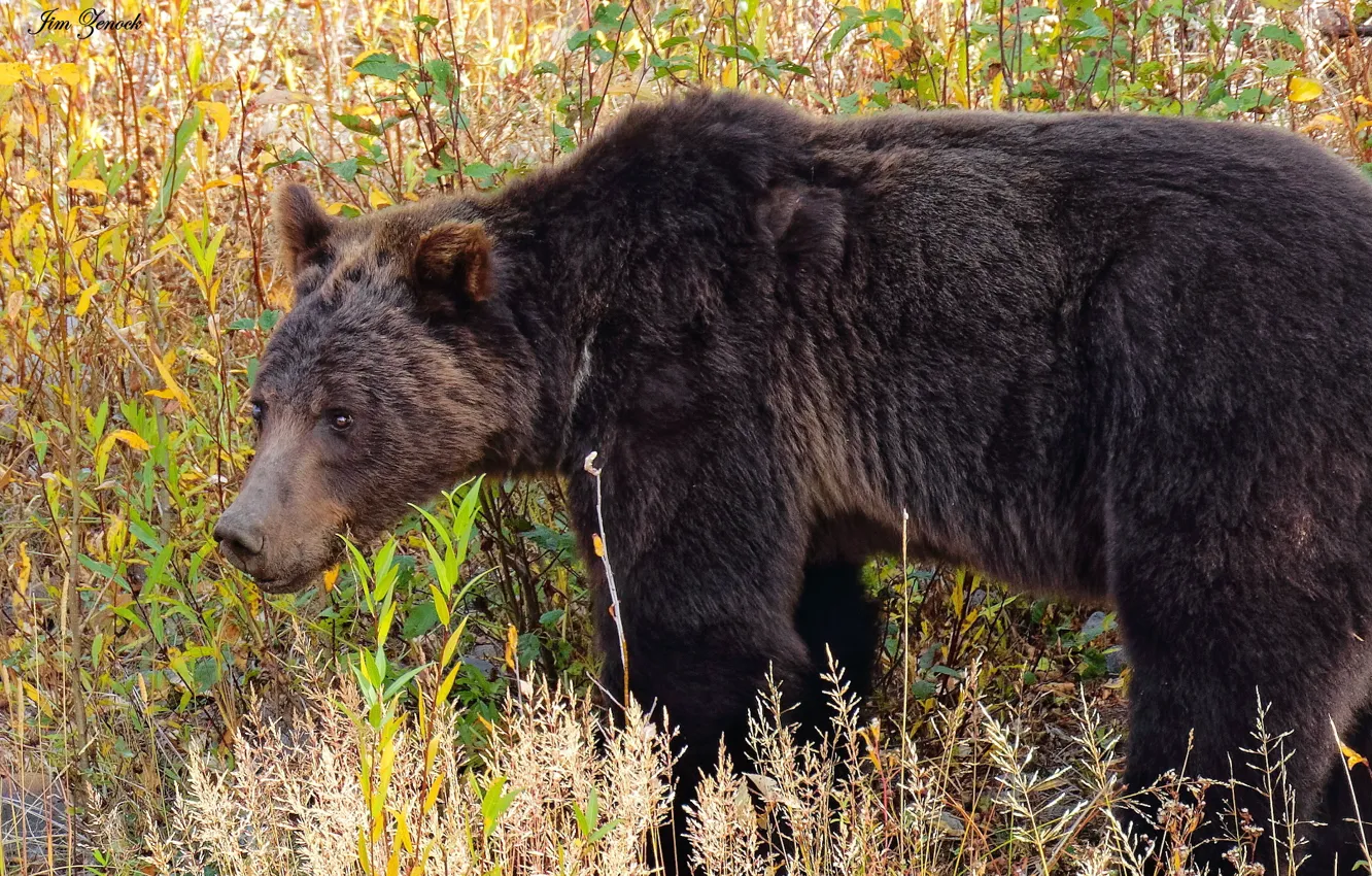 Photo wallpaper grass, nature, bear, brown