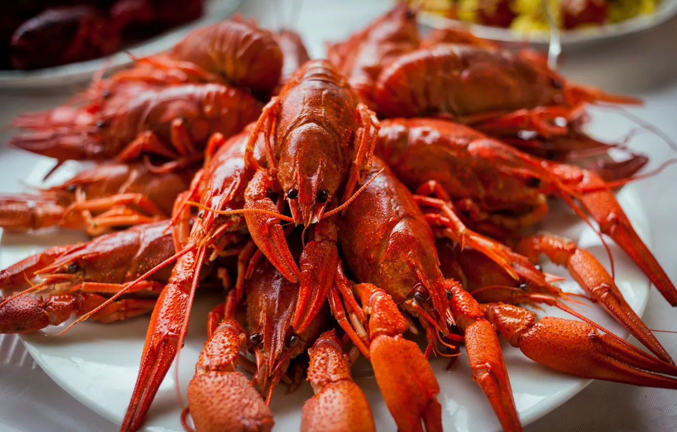 Photo wallpaper macro, food, cancers