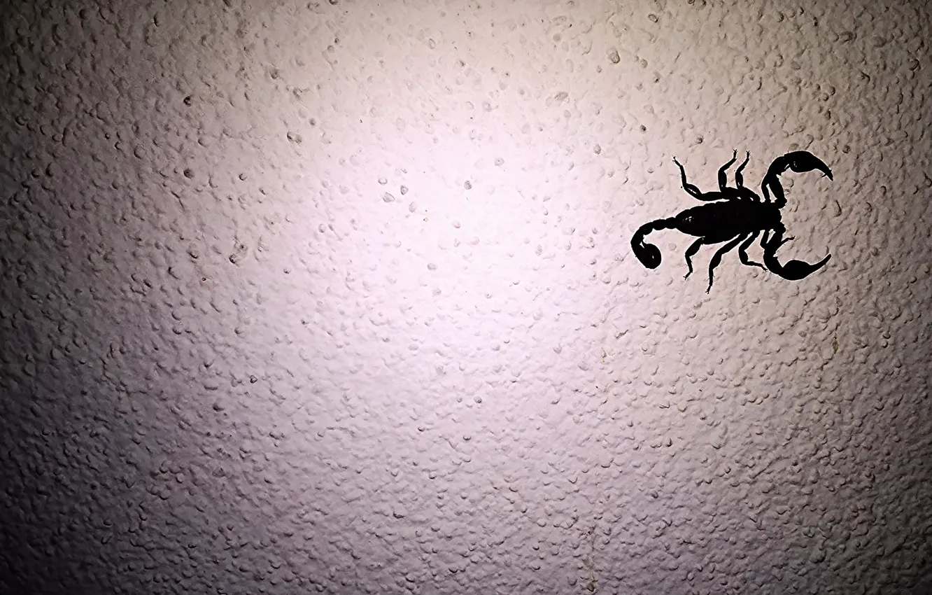 Photo wallpaper background, color, Scorpio