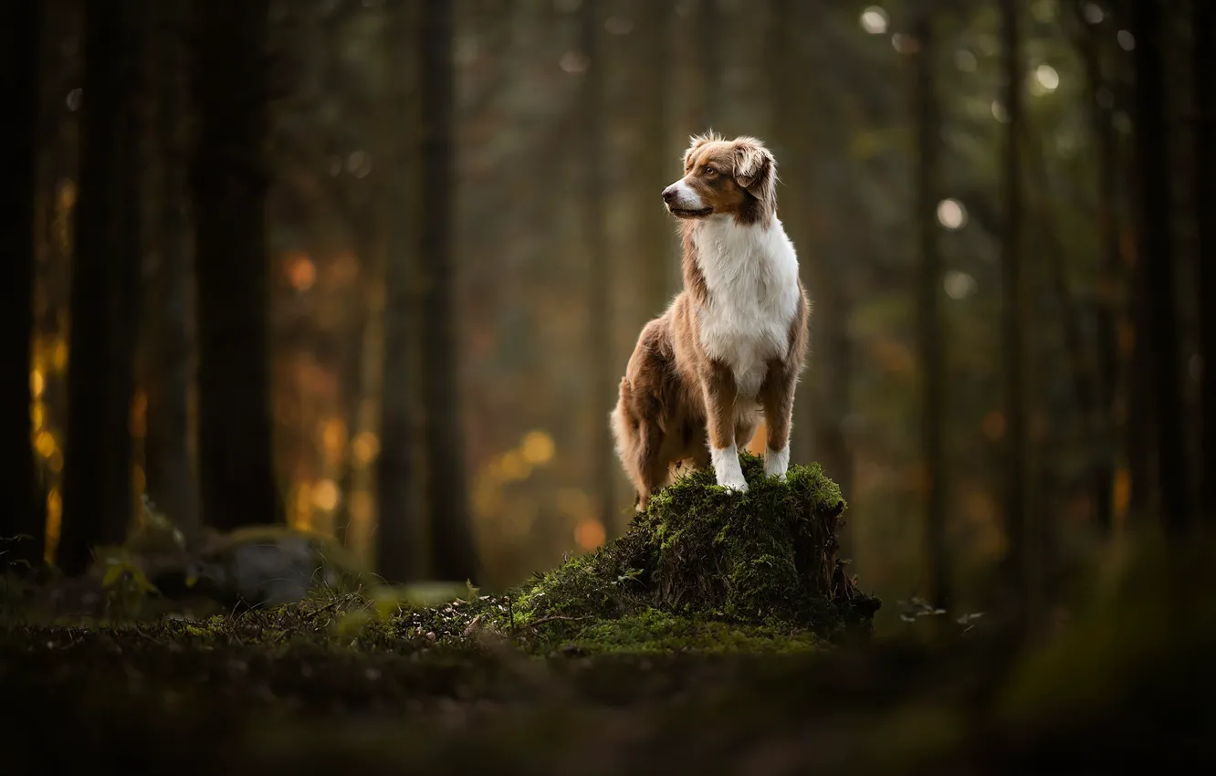 Photo wallpaper forest, moss, stump, dog