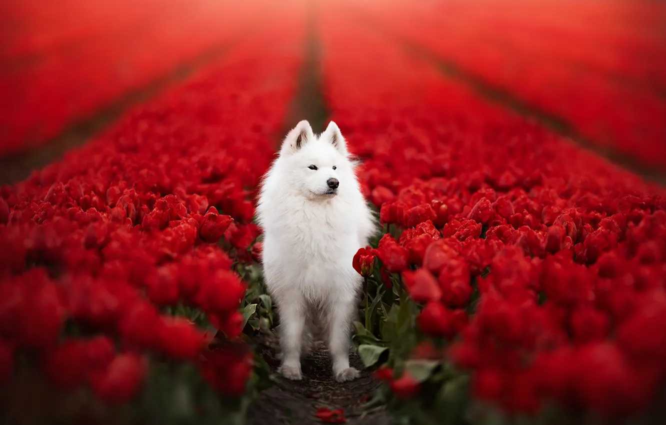 Photo wallpaper white, look, nature, pose, dog, face, Samoyed