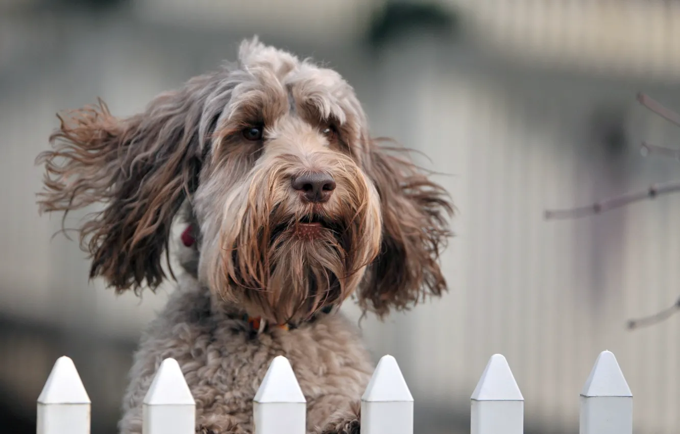Photo wallpaper look, the fence, dog