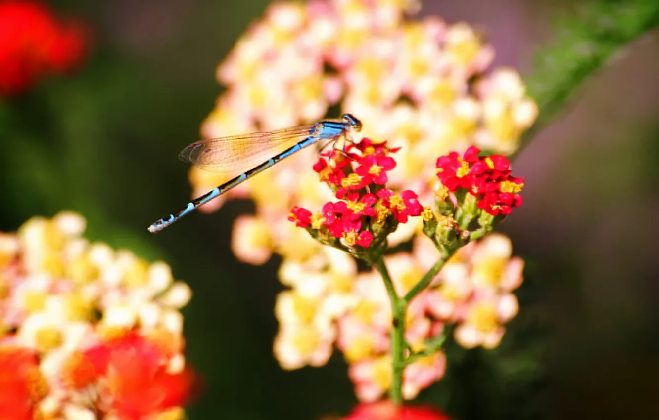 Photo wallpaper flowers, dragonfly, insect