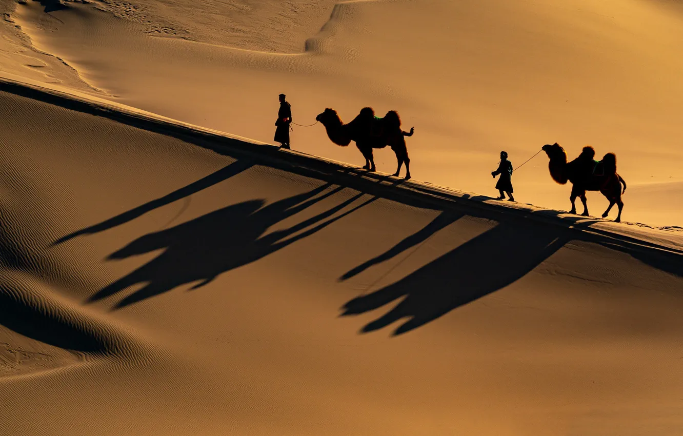Photo wallpaper light, desert, people, shadow, camel, Bedouin