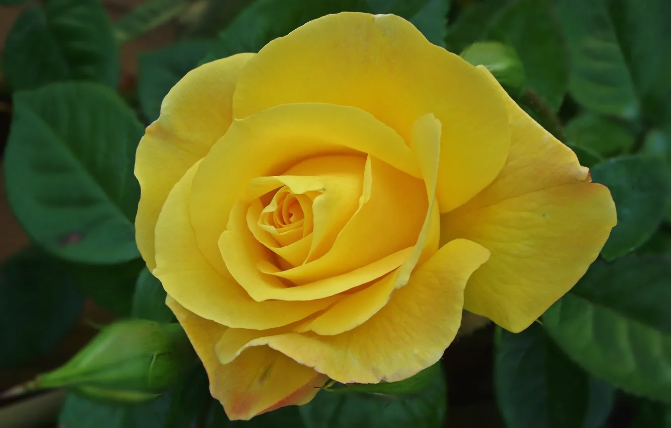 Photo wallpaper close-up, yellow rose, the leaves of roses