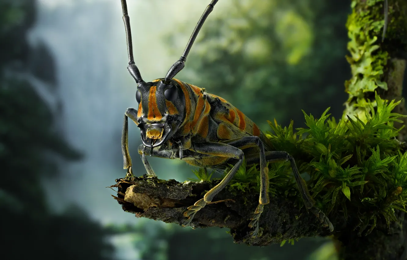 Photo wallpaper mustache, macro, trees, nature, waterfall, moss, beetle, insect