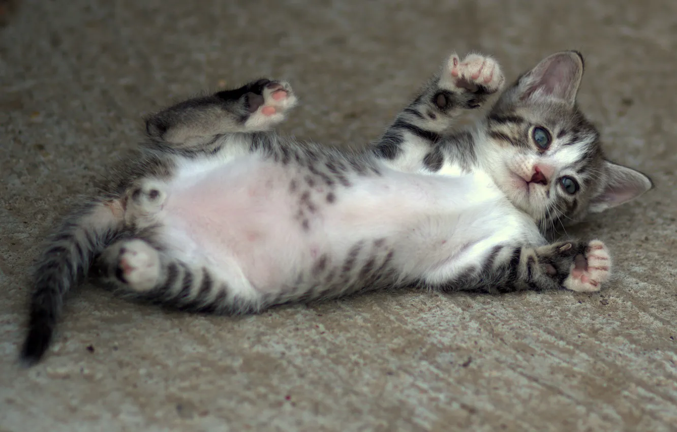 Photo wallpaper kitty, legs, baby, Adina Voicu