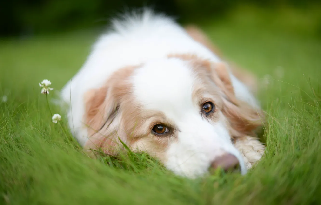 Photo wallpaper grass, look, face, dog, clover, Australian shepherd, Aussie