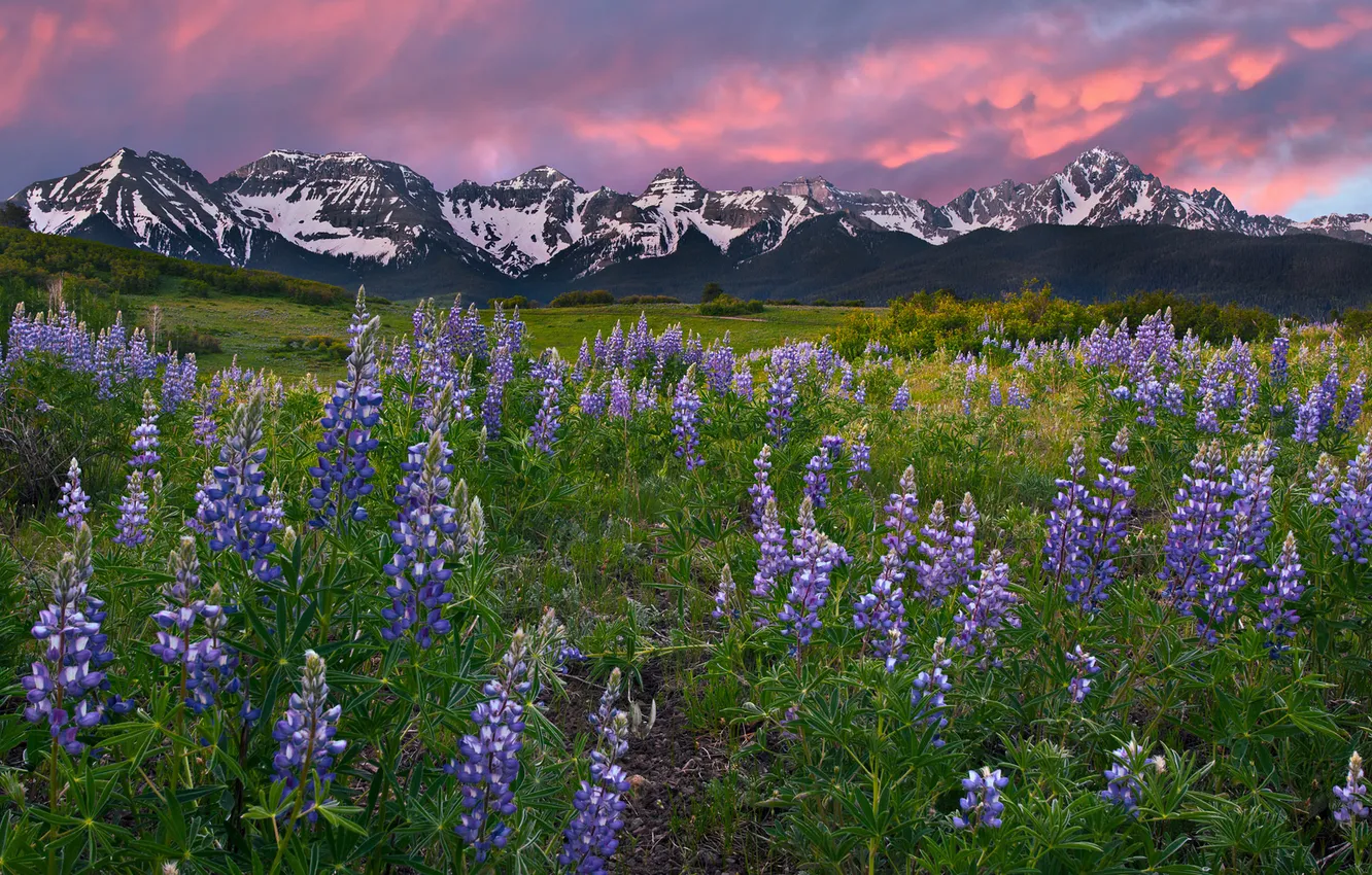 Photo wallpaper flowers, mountains, nature, meadow, Lupin
