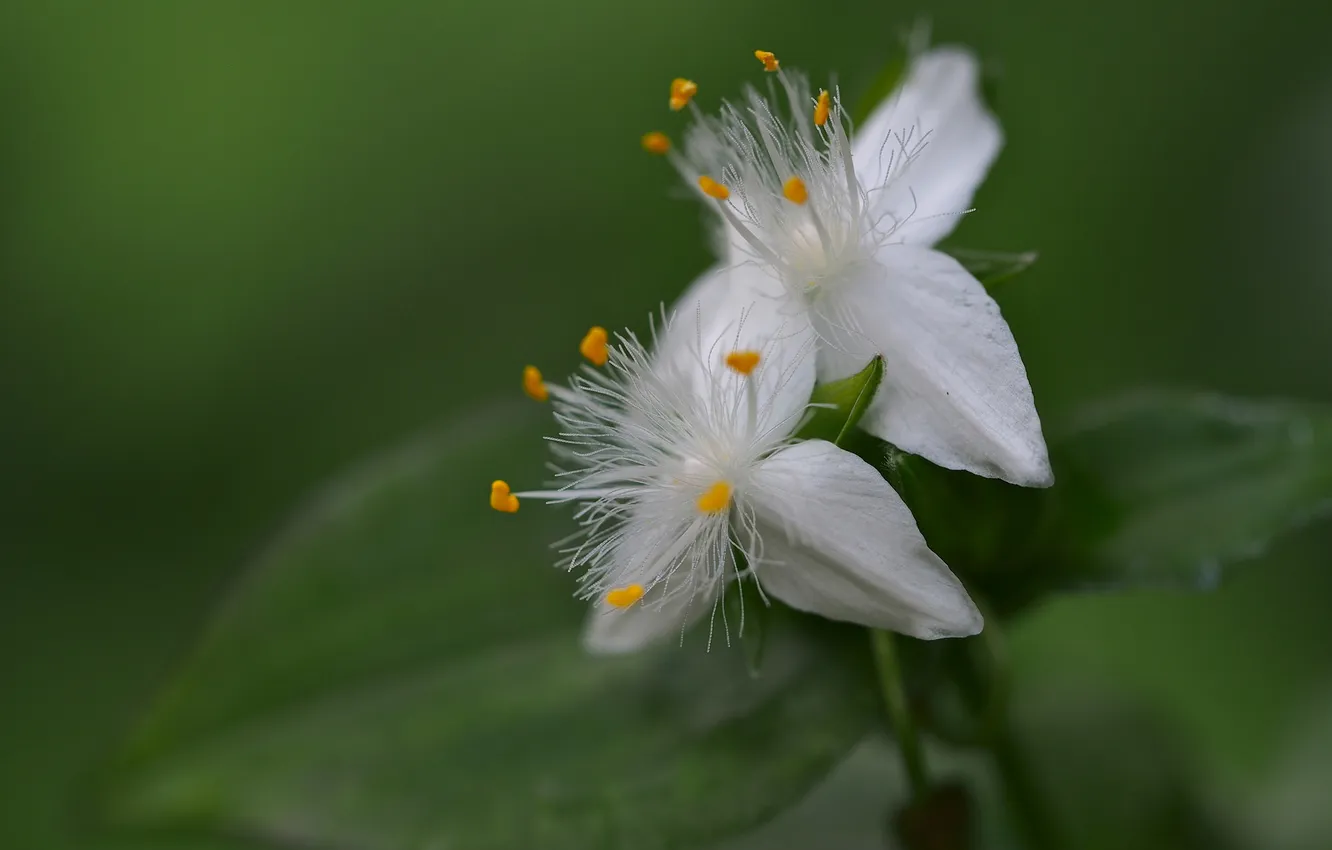 Photo wallpaper leaves, macro, nature, petals, stamens