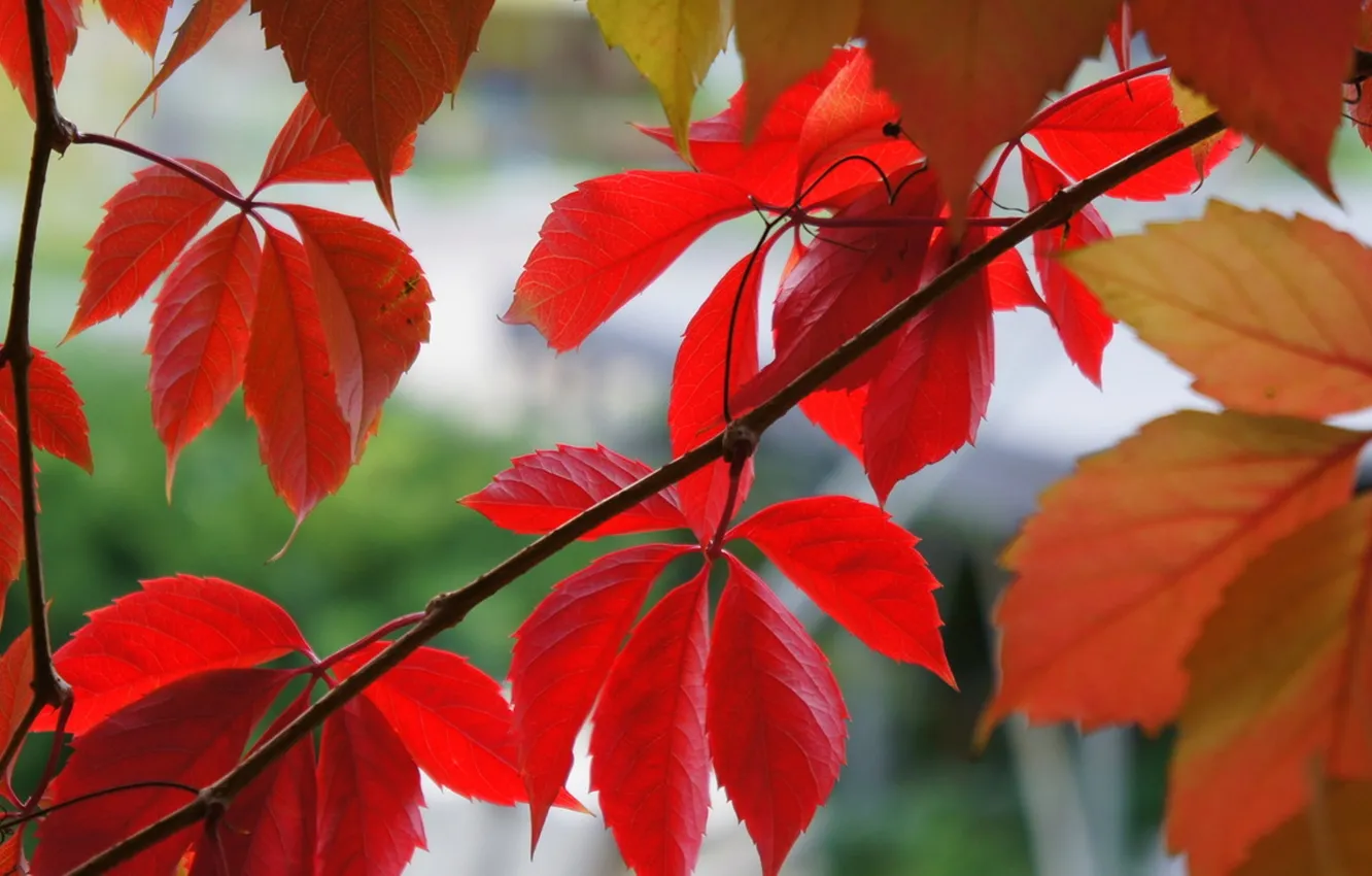 Photo wallpaper autumn, leaves, Macro, red, Liana